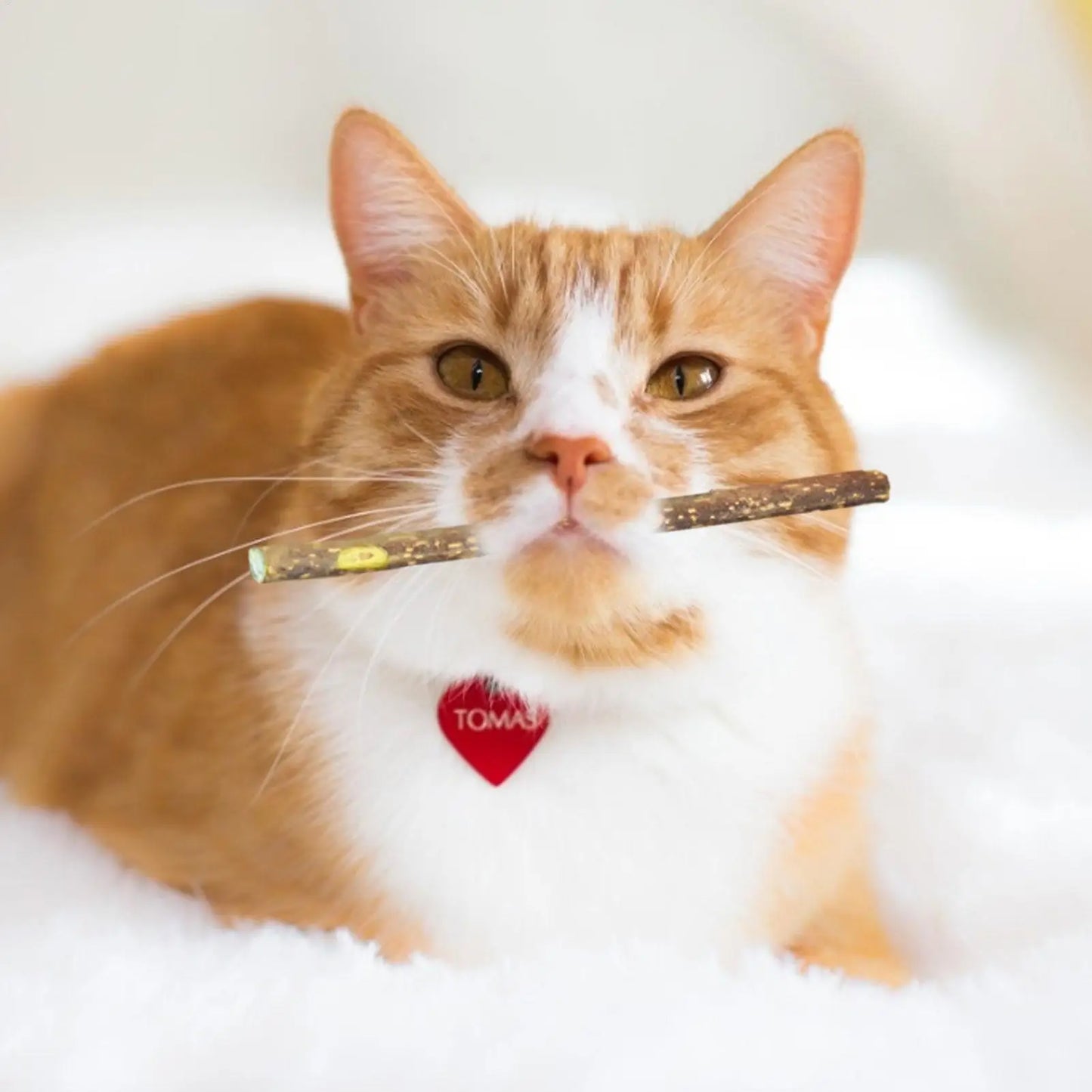 10gr Pure Natural Catnip Cat Toy